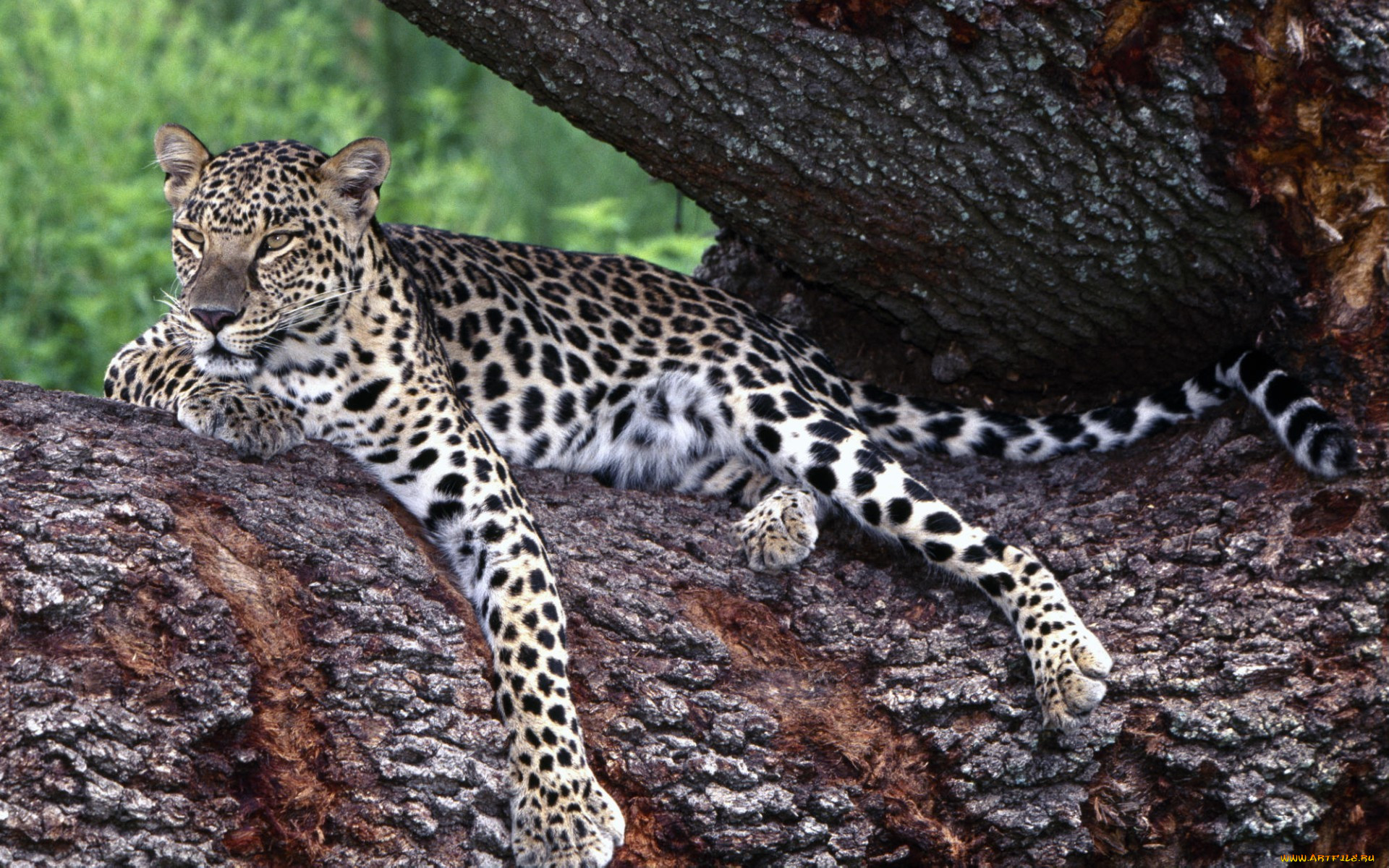 lounging, leopard, , 